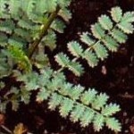 Salad Burnet thumbnail