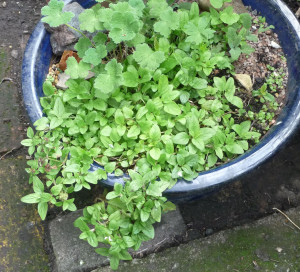 Self-Heal with Hardy Geranium