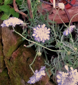 Small Scabious on the earthwork