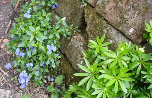 Speedwell and Sweet Woodruff