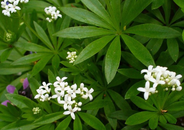 Sweet Woodruff flwrs closeup crop