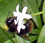 Sweet Woodruff w Bumblebee early June 2013