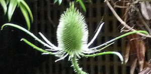 teasel