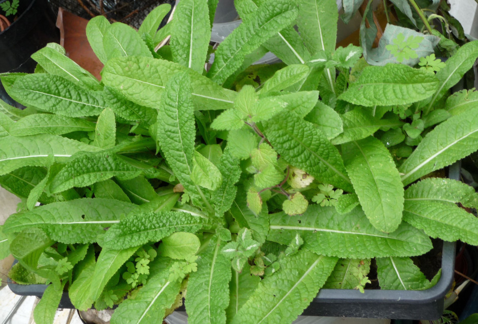 Teasel leaves w Hedge Woundwort, Herb Rober, Lamium leaves