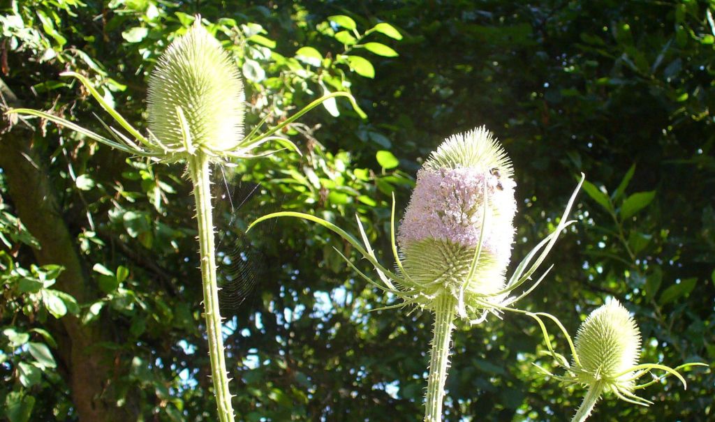 Teasel trio plus small bee, july 7 2014