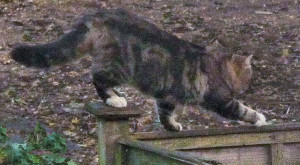 Tightrope walking Cat on fence crop