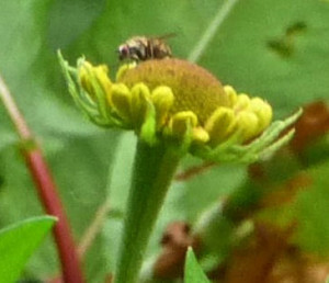 Unfurling Helenium El Dorado 