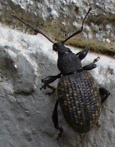 VINE WEEVIL