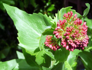 Valerian, Centranthus ruber, in bud