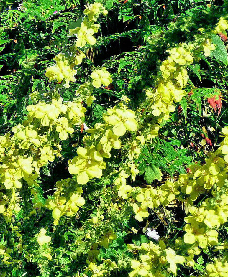 Verbascum Olympicum, sharpen