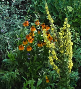 verbascum-olympicum-helenium