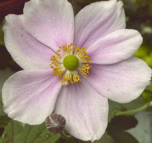 WEBSITE - Japanese Anemone close-up