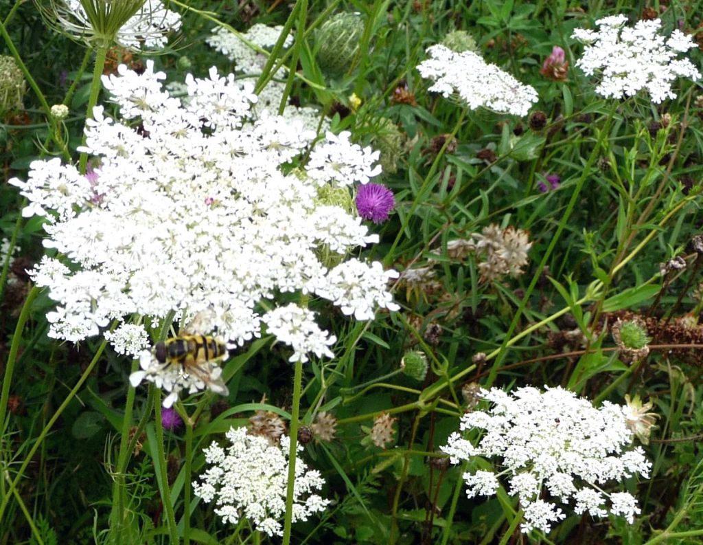Wild Carrot with Hoverfly, GPk