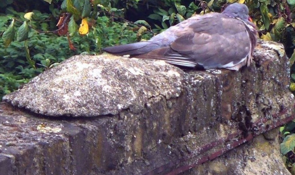 Woodpigeon at rest