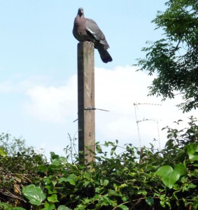 Woodpigeon on post