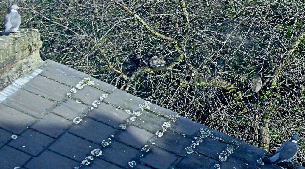 Woodpigeons, Squirrels and Damson tree, winter 2012
