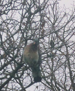 Woodpigeons in winter P1000345