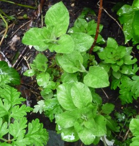 Yellow Loosestrife leaves 3 May 2015