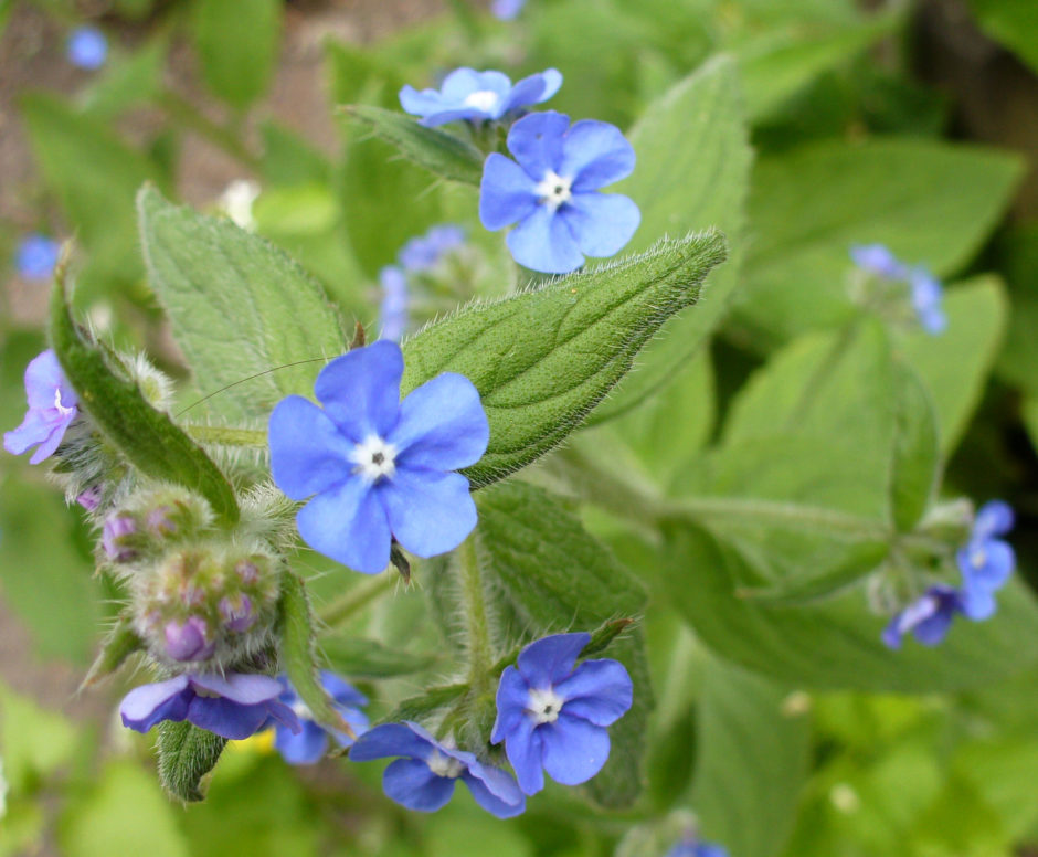 alkanet-close-up