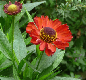 best Helenium Ruby Charm