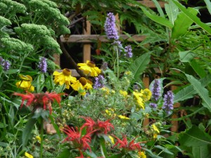 best colours El dorado, Agastache Black Adder, Monarda Squaw