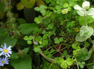 Clover in ceramic pot