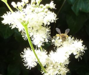 enlarged Honeybee on Meadowsweet