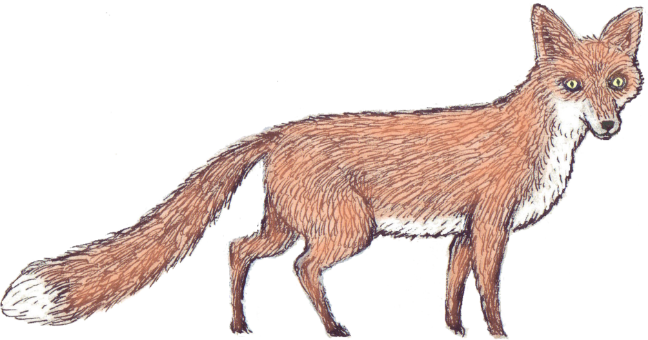 fox-illustration