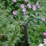 hardy geranium wargrave pink