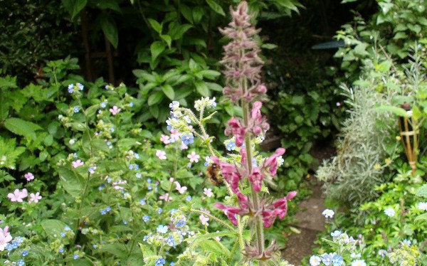 hedge woundwort with bumblebee, alkanet, wargrave pink, sharpen