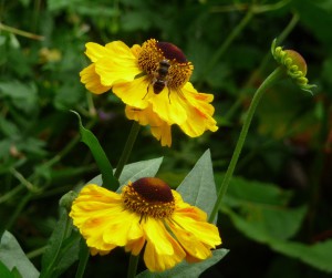 helenium 'El dorado' with honeybee