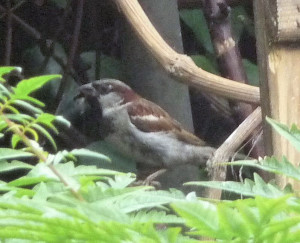 male sparrow enhance