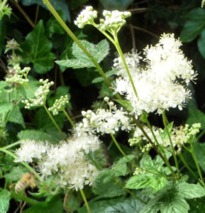 meadowsweet with honeybee