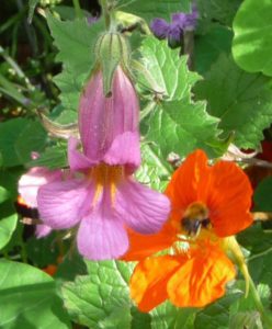 nasturtium-chinese-foxglove-bee-closeup-p1060607