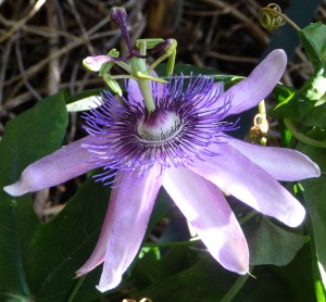 passion flower 2