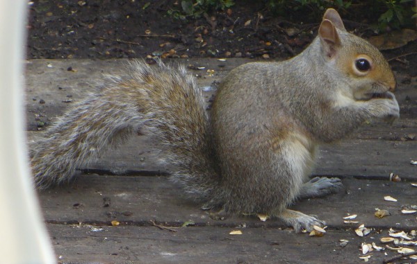 squirrel BEST, eating sunflwr seeds, spring 2014