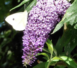 white butterfly on buddleia