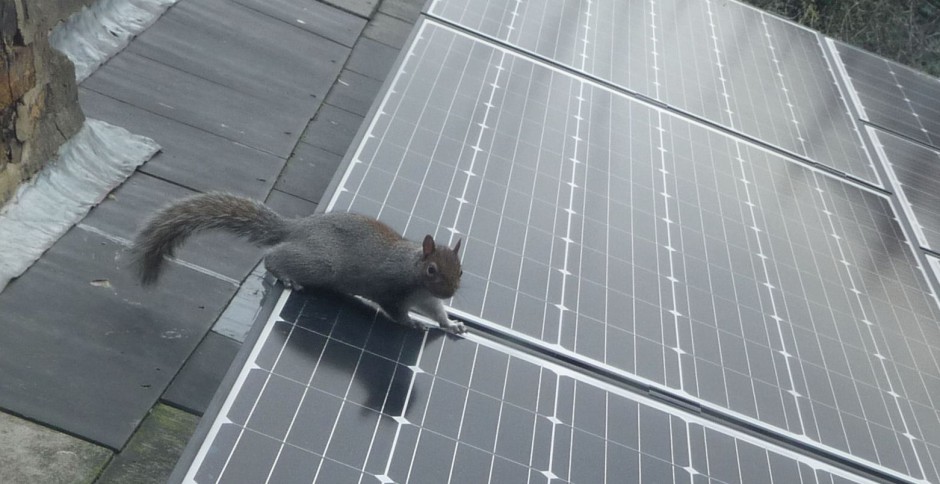 wildlife learns about solar panelling