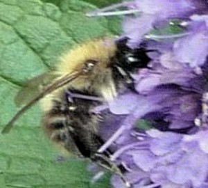 Agastache Blackadder bumblebee