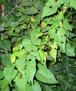 BINDWEED LEAVES WITH HOLES