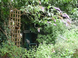 BUDDLEIA OVERHANG, WOODPIGEON P1040126