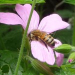Best Honeybee on Hardy Geranium 'Wargrave Pink'