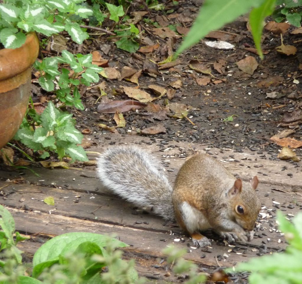 Best Squirrel eating sunflwr seeds P1020725