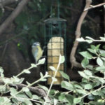 Blue Tit on long feeder, suet log