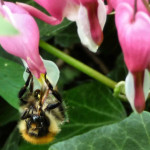 Bumblebee on Dicentra