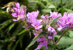 Bumblebee on Purple Loosestrife