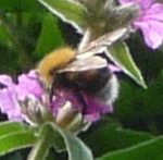 Bumblebee on Purple Loosestrife closeup