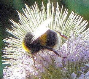 Bumblebee on Teasel crop