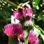 bumblebee-on-thistle-crop-sharp
