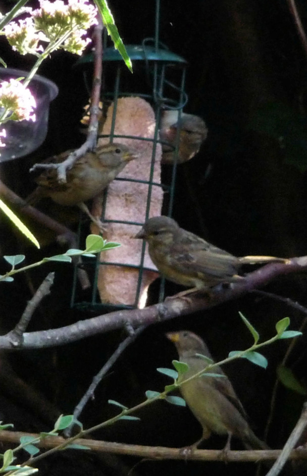 Four sparrows on suet feeder clarified